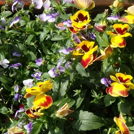 斯特因波克公寓 陶普利茨